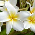 White Plumerias