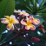 Pink & Yellow Plumerias