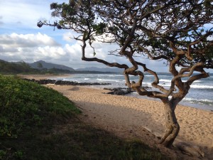 beach-wedding-spots-on-kauai-nukolii